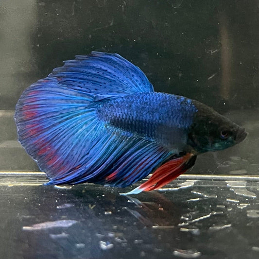 the-fish-farm Male Betta Male Betta - One Only - 13 Choose your favourite Male Betta from The Fish Farm Australia