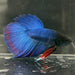 the-fish-farm Male Betta Male Betta - One Only - 13 Choose your favourite Male Betta from The Fish Farm Australia