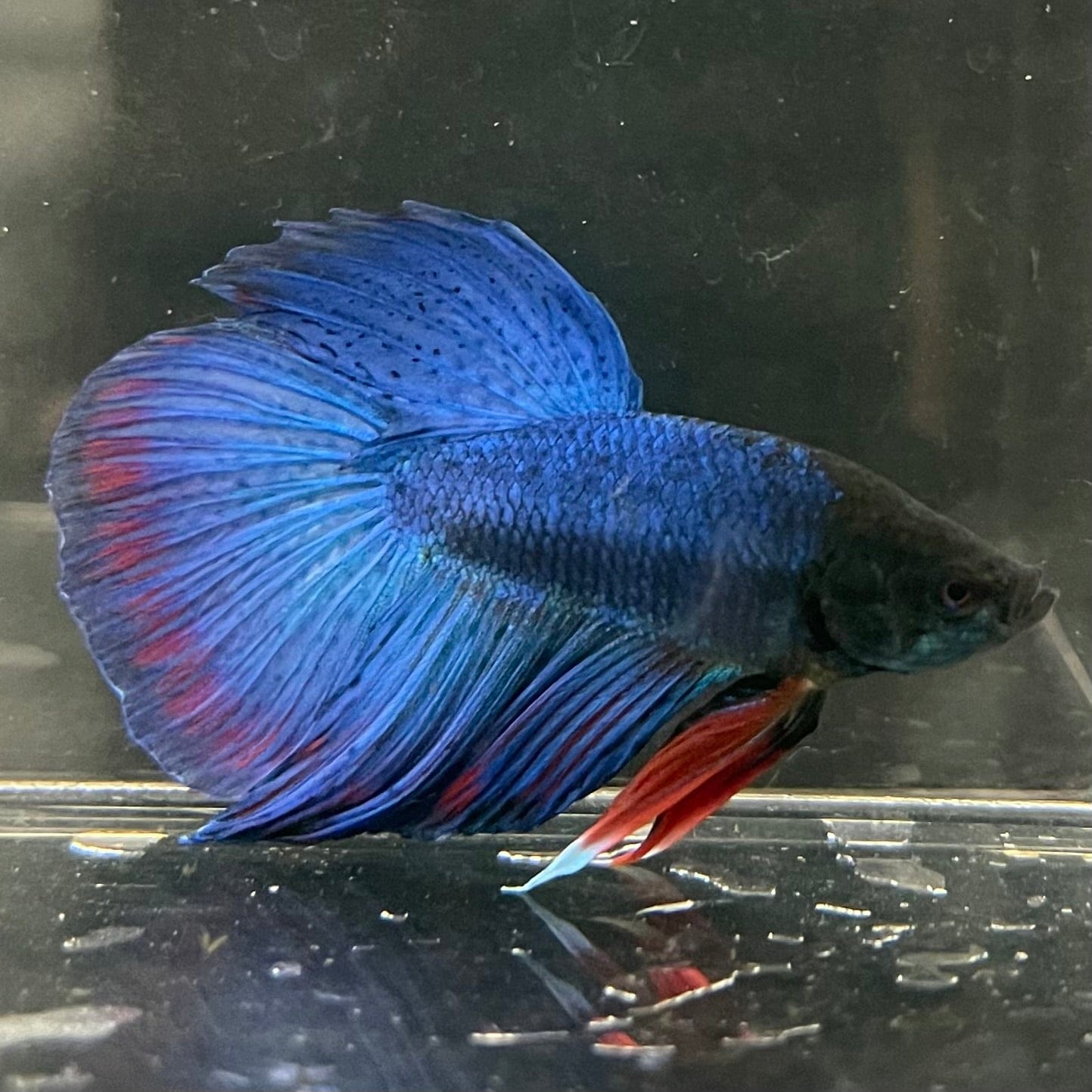 the-fish-farm Male Betta Male Betta - One Only - 13 Choose your favourite Male Betta from The Fish Farm Australia