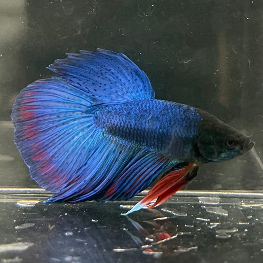 the-fish-farm Male Betta Male Betta - One Only - 13 Choose your favourite Male Betta from The Fish Farm Australia