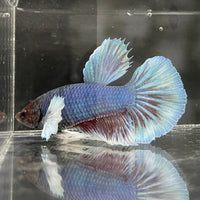 the-fish-farm Male Betta Male Betta - One Only - 13 Choose your favourite Male Betta from The Fish Farm Australia