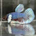 the-fish-farm Male Betta Male Betta - One Only - 13 Choose your favourite Male Betta from The Fish Farm Australia