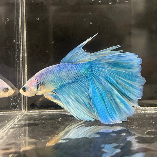 the-fish-farm Male Betta Male Betta - One Only - 13 Choose your favourite Male Betta from The Fish Farm Australia