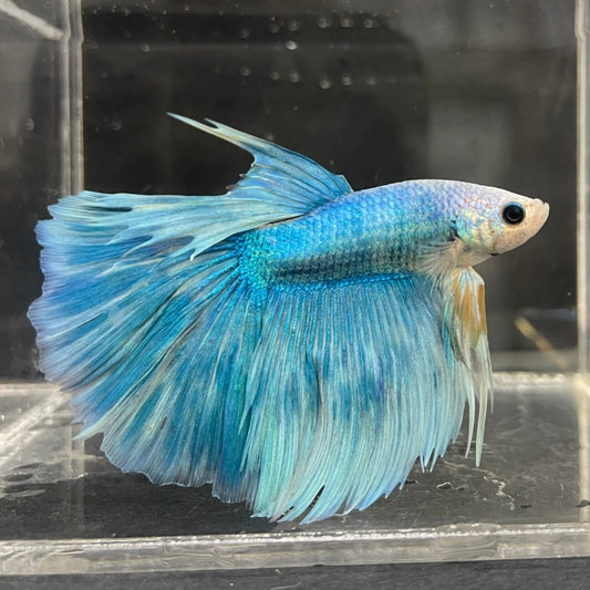 the-fish-farm Male Betta Male Betta - One Only - 13 Choose your favourite Male Betta from The Fish Farm Australia