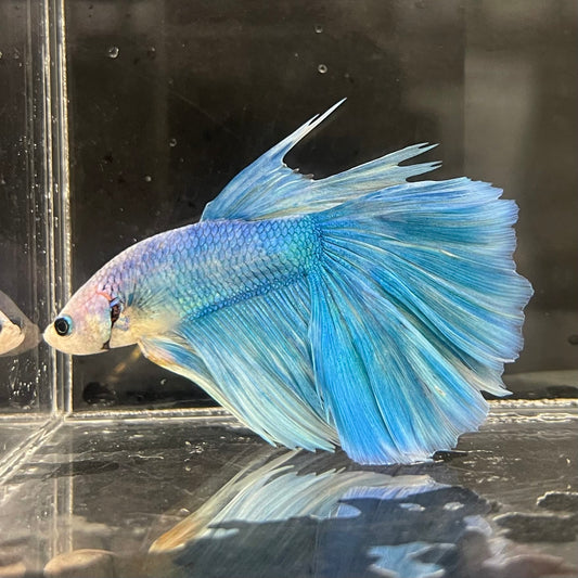 the-fish-farm Male Betta Male Betta - One Only - 13 Choose your favourite Male Betta from The Fish Farm Australia