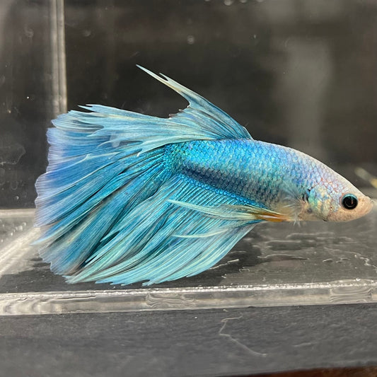 the-fish-farm Male Betta Male Betta - One Only - 13 Choose your favourite Male Betta from The Fish Farm Australia