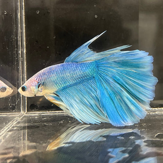 the-fish-farm Male Betta Male Betta - One Only - 13 Choose your favourite Male Betta from The Fish Farm Australia