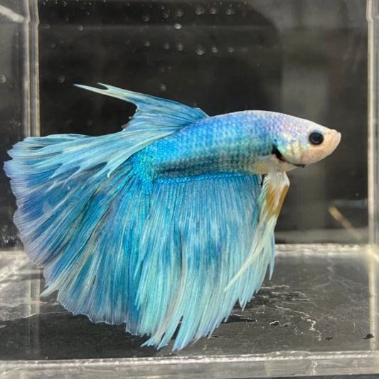 the-fish-farm Male Betta Male Betta - One Only - 13 Choose your favourite Male Betta from The Fish Farm Australia