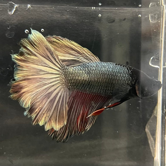 the-fish-farm Male Betta Male Betta - One Only - 13 Choose your favourite Male Betta from The Fish Farm Australia