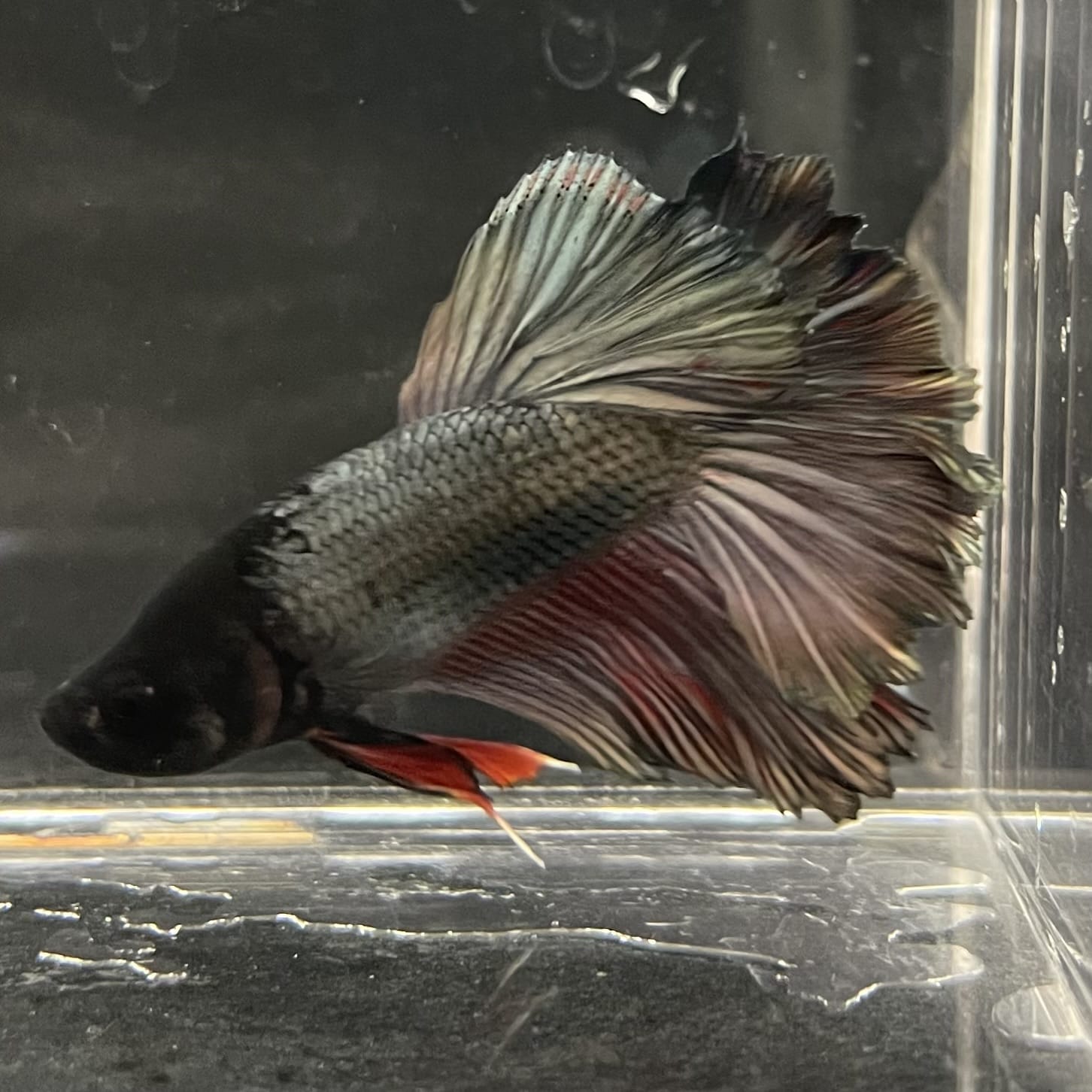 the-fish-farm Male Betta Male Betta - One Only - 13 Choose your favourite Male Betta from The Fish Farm Australia