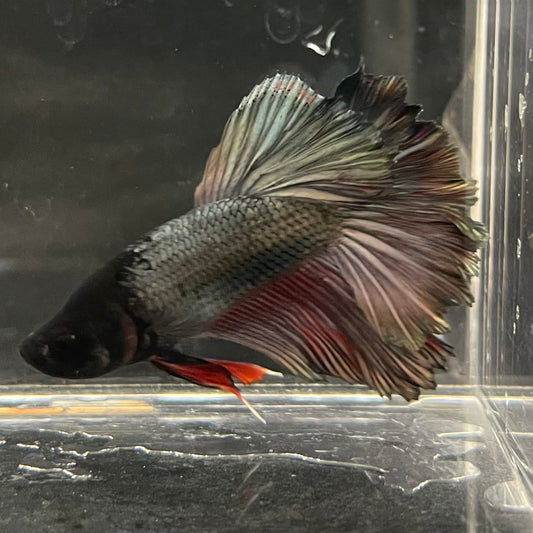 the-fish-farm Male Betta Male Betta - One Only - 13 Choose your favourite Male Betta from The Fish Farm Australia
