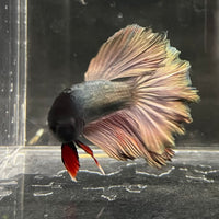 the-fish-farm Male Betta Male Betta - One Only - 13 Choose your favourite Male Betta from The Fish Farm Australia