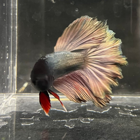 the-fish-farm Male Betta Male Betta - One Only - 13 Choose your favourite Male Betta from The Fish Farm Australia