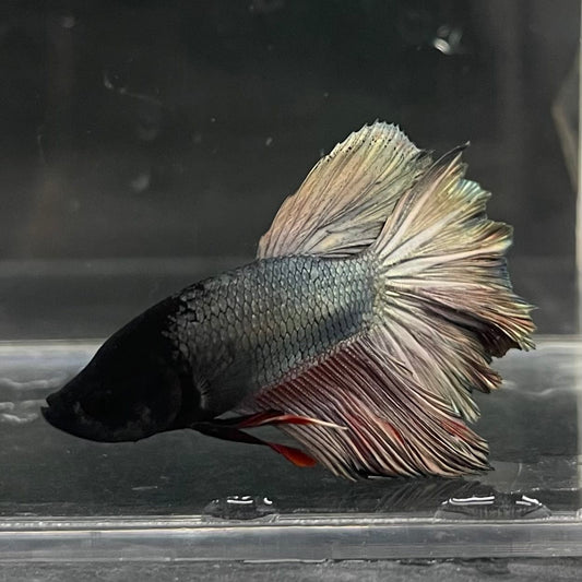 the-fish-farm Male Betta Male Betta - One Only - 13 Choose your favourite Male Betta from The Fish Farm Australia