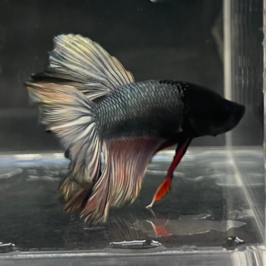 the-fish-farm Male Betta Male Betta - One Only - 13 Choose your favourite Male Betta from The Fish Farm Australia