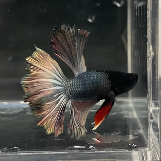 the-fish-farm Male Betta Male Betta - One Only - 13 Choose your favourite Male Betta from The Fish Farm Australia