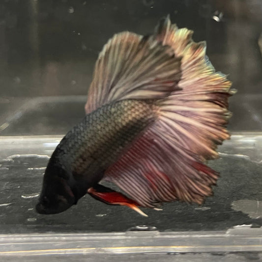 the-fish-farm Male Betta Male Betta - One Only - 13 Choose your favourite Male Betta from The Fish Farm Australia