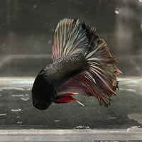 the-fish-farm Male Betta Male Betta - One Only - 13 Choose your favourite Male Betta from The Fish Farm Australia