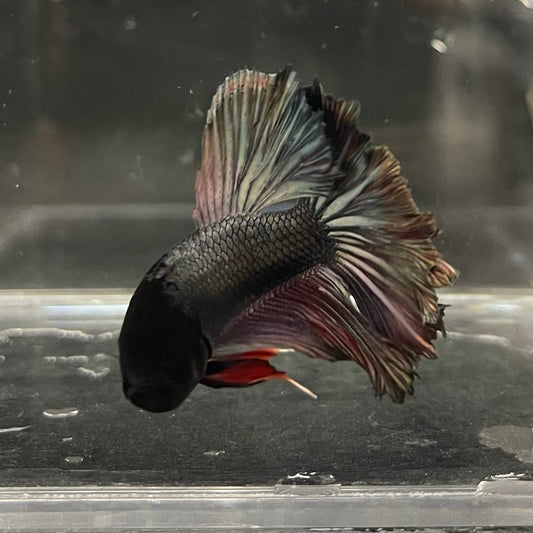 the-fish-farm Male Betta Male Betta - One Only - 13 Choose your favourite Male Betta from The Fish Farm Australia