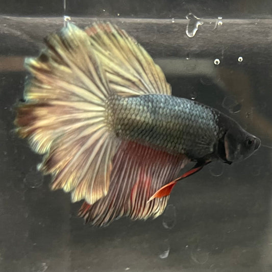 the-fish-farm Male Betta Male Betta - One Only - 13 Choose your favourite Male Betta from The Fish Farm Australia