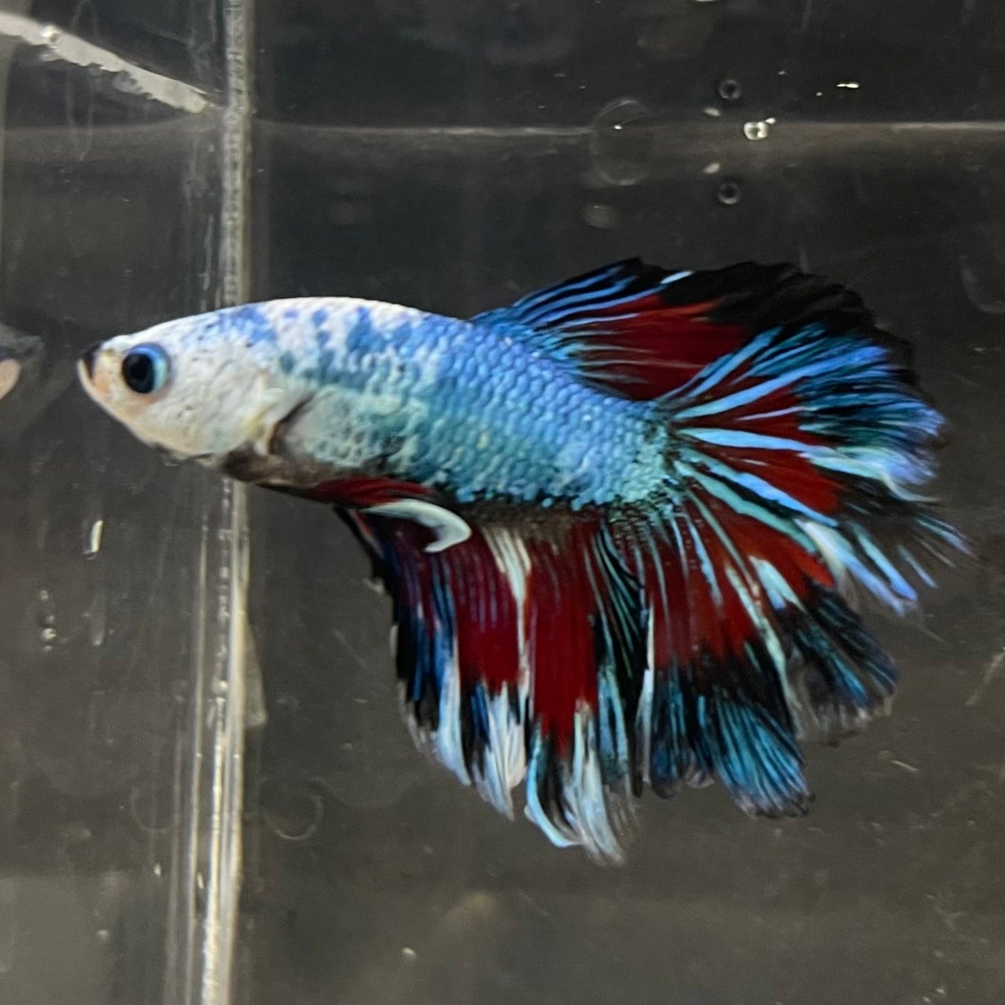 the-fish-farm Male Betta Male Betta - One Only - 13 Choose your favourite Male Betta from The Fish Farm Australia