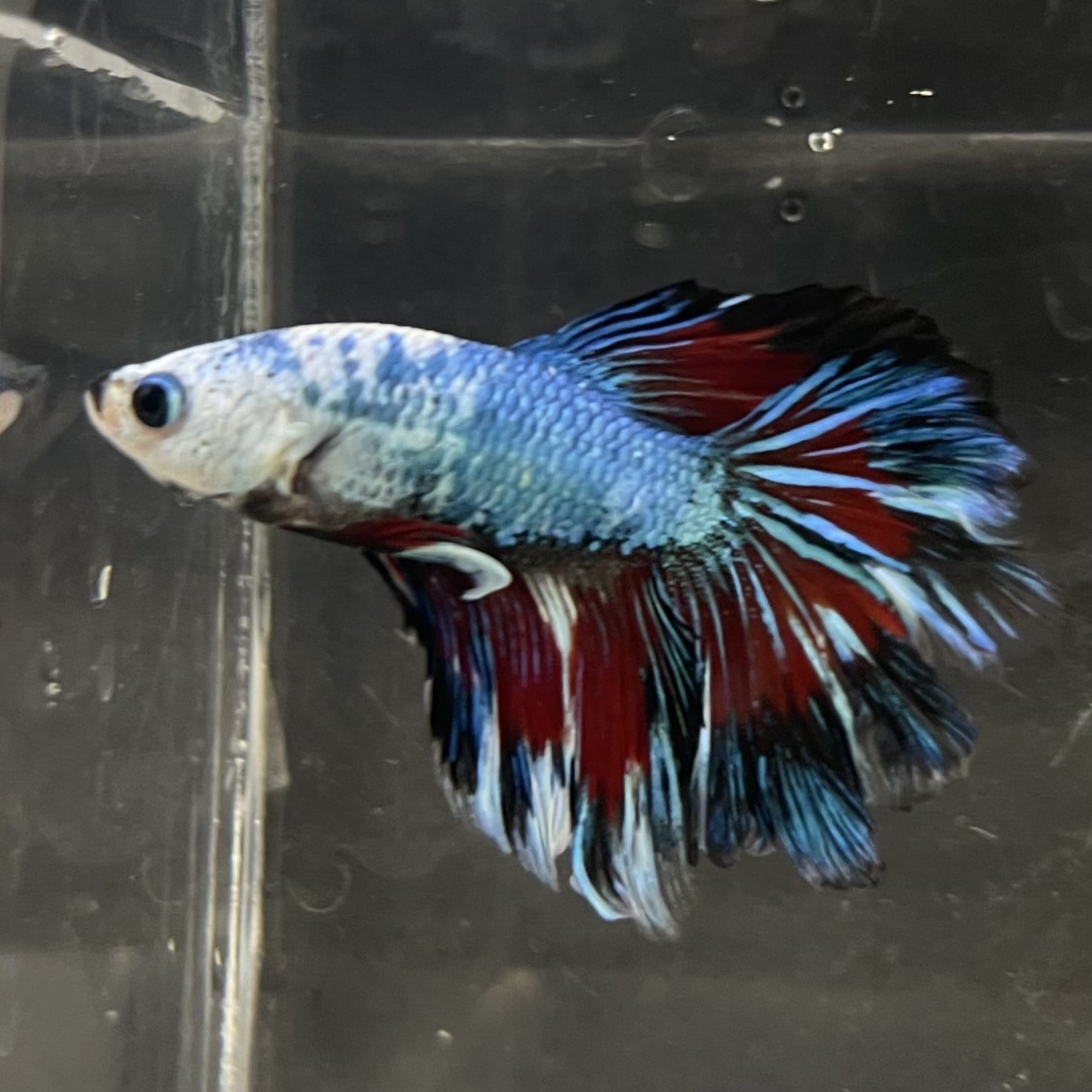 the-fish-farm Male Betta Male Betta - One Only - 13 Choose your favourite Male Betta from The Fish Farm Australia