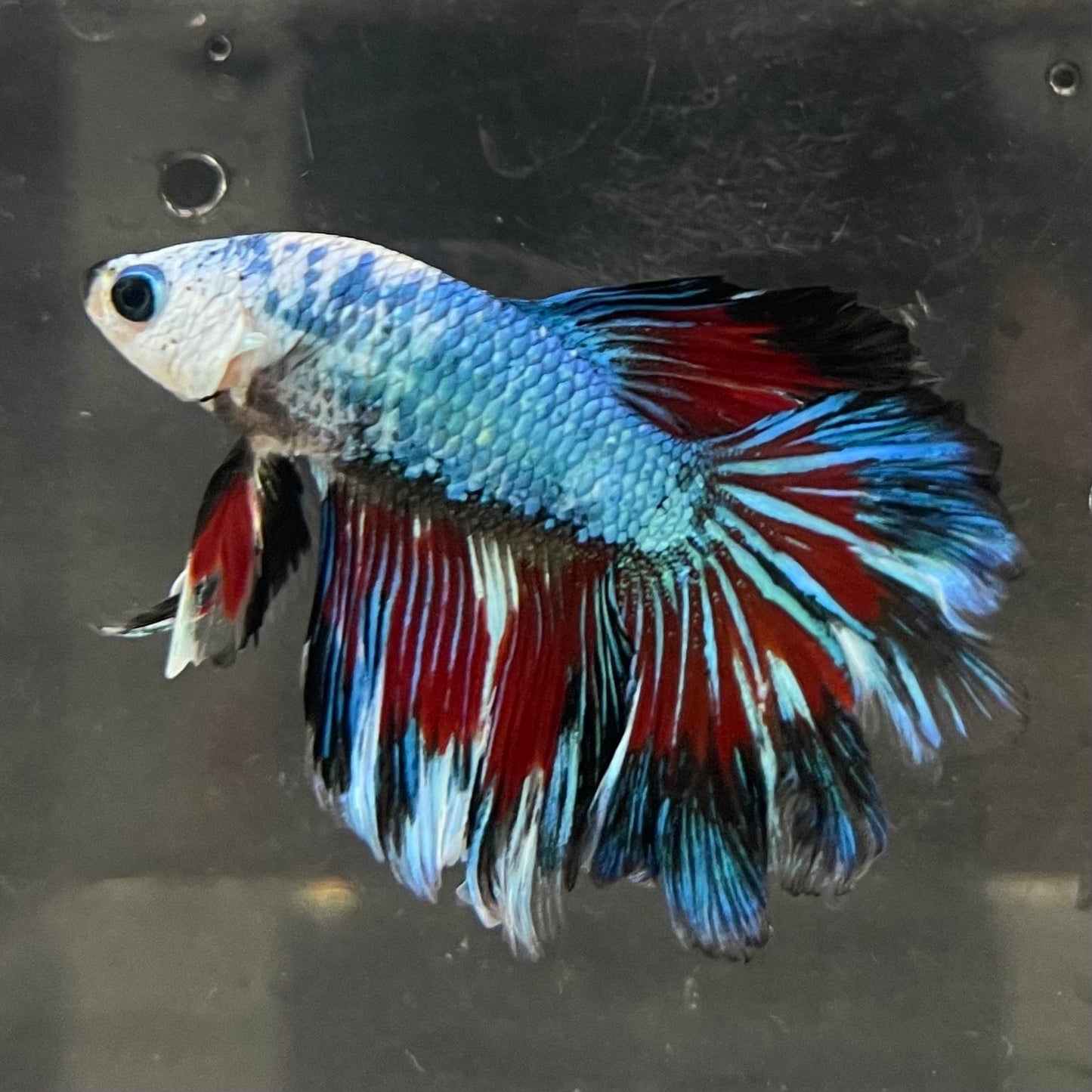 the-fish-farm Male Betta Male Betta - One Only - 13 Choose your favourite Male Betta from The Fish Farm Australia