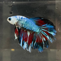 the-fish-farm Male Betta Male Betta - One Only - 13 Choose your favourite Male Betta from The Fish Farm Australia