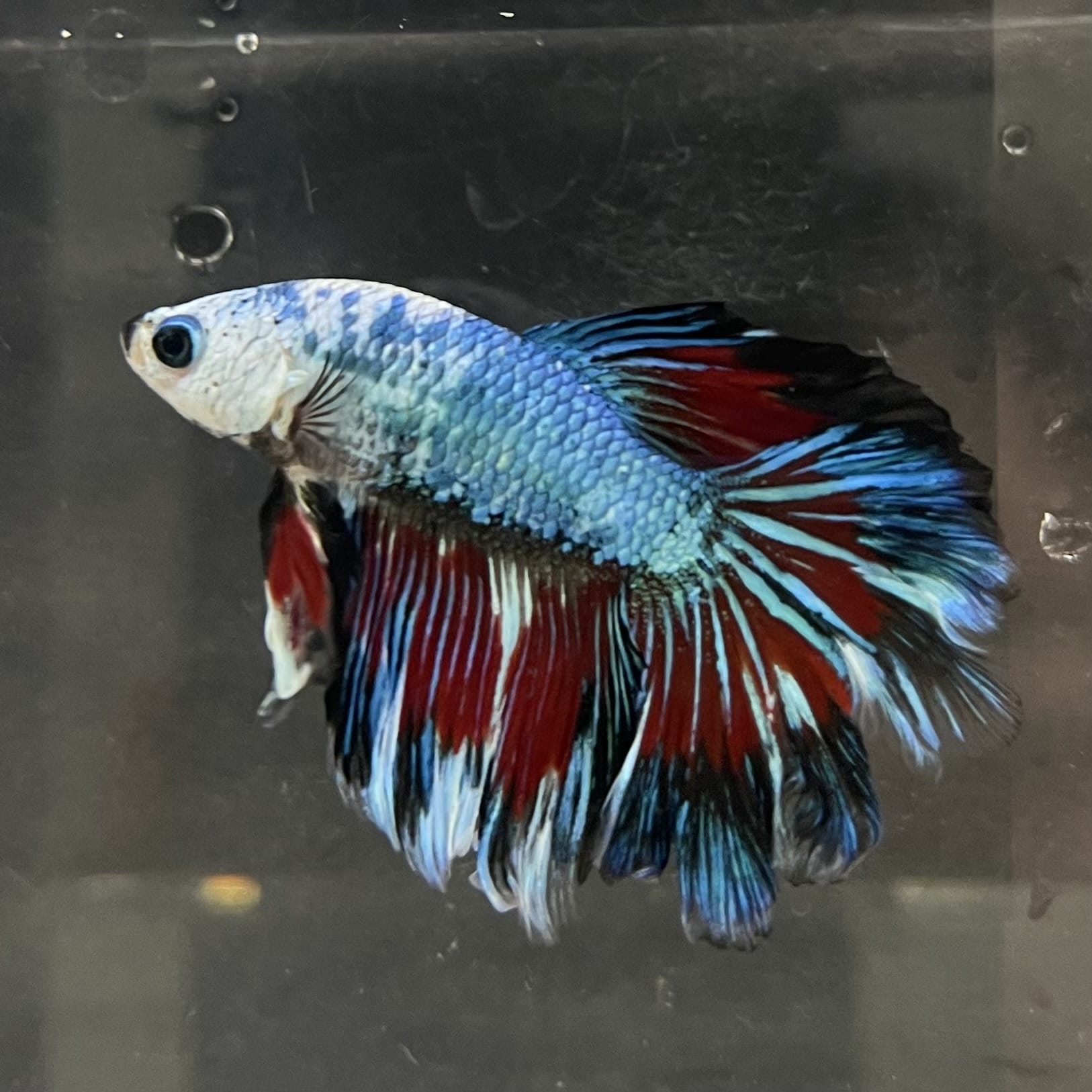the-fish-farm Male Betta Male Betta - One Only - 13 Choose your favourite Male Betta from The Fish Farm Australia