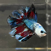 the-fish-farm Male Betta Male Betta - One Only - 13 Choose your favourite Male Betta from The Fish Farm Australia