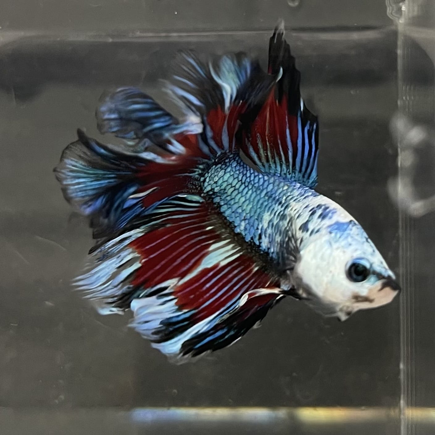 the-fish-farm Male Betta Male Betta - One Only - 13 Choose your favourite Male Betta from The Fish Farm Australia