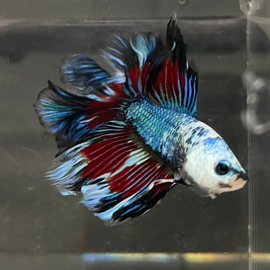 the-fish-farm Male Betta Male Betta - One Only - 13 Choose your favourite Male Betta from The Fish Farm Australia