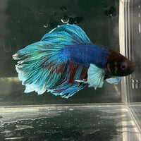 the-fish-farm Male Betta Male Betta - One Only - 13 Choose your favourite Male Betta from The Fish Farm Australia