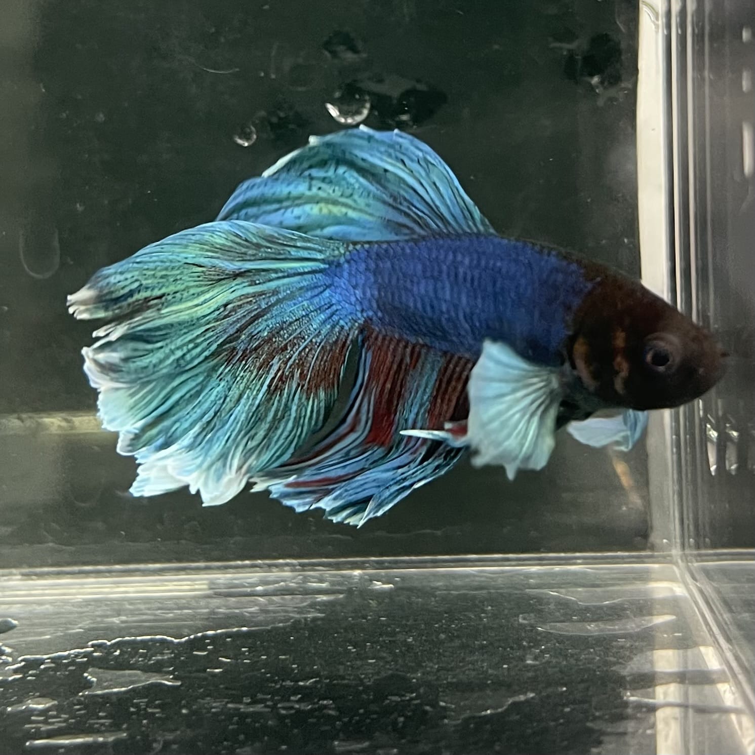 the-fish-farm Male Betta Male Betta - One Only - 13 Choose your favourite Male Betta from The Fish Farm Australia