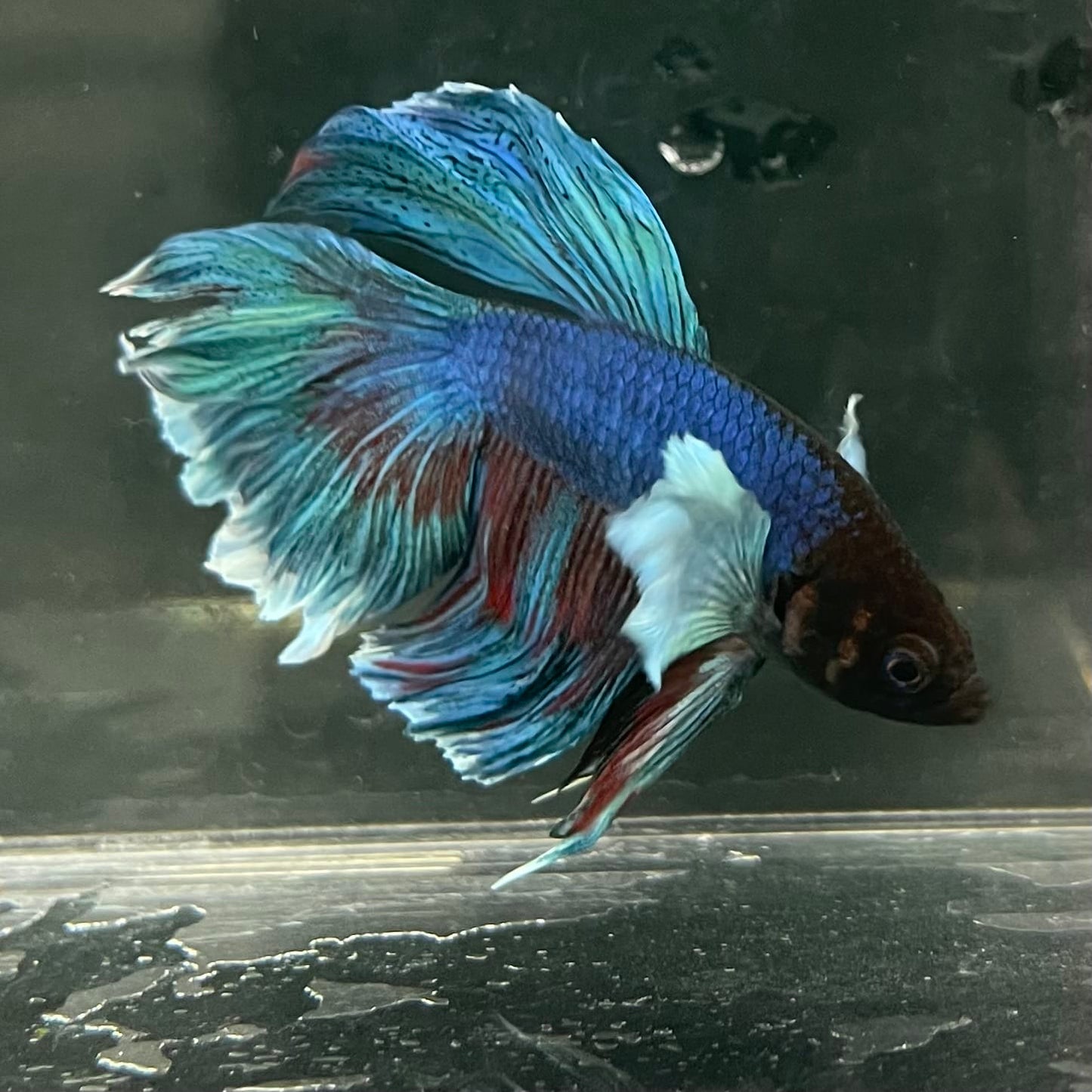 the-fish-farm Male Betta Male Betta - One Only - 13 Choose your favourite Male Betta from The Fish Farm Australia