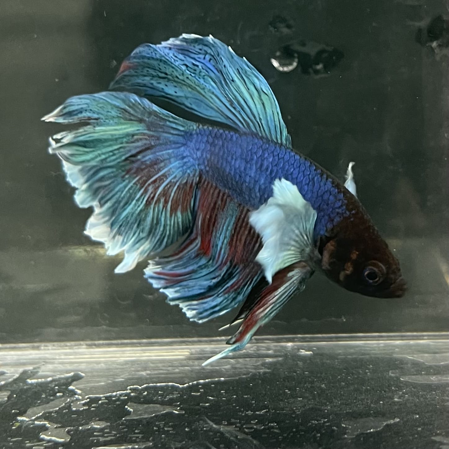 the-fish-farm Male Betta Male Betta - One Only - 13 Choose your favourite Male Betta from The Fish Farm Australia