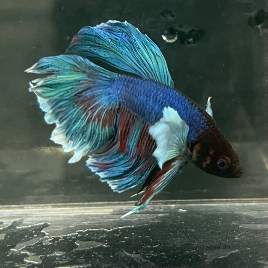 the-fish-farm Male Betta Male Betta - One Only - 13 Choose your favourite Male Betta from The Fish Farm Australia