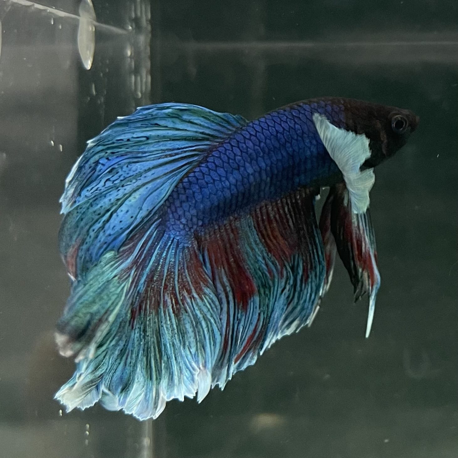 the-fish-farm Male Betta Male Betta - One Only - 13 Choose your favourite Male Betta from The Fish Farm Australia