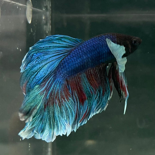 the-fish-farm Male Betta Male Betta - One Only - 13 Choose your favourite Male Betta from The Fish Farm Australia