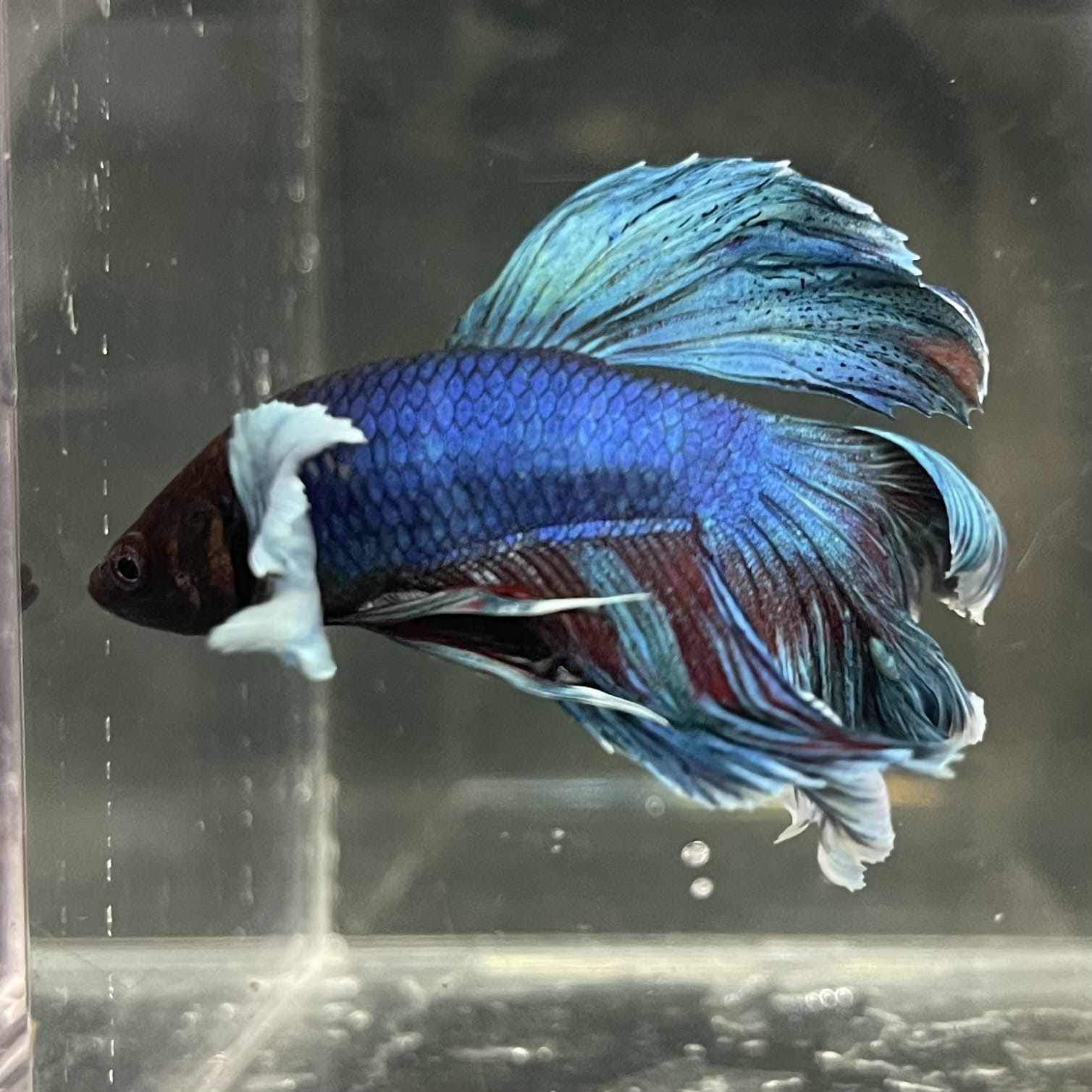 the-fish-farm Male Betta Male Betta - One Only - 13 Choose your favourite Male Betta from The Fish Farm Australia