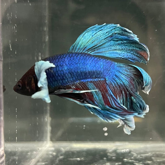 the-fish-farm Male Betta Male Betta - One Only - 13 Choose your favourite Male Betta from The Fish Farm Australia