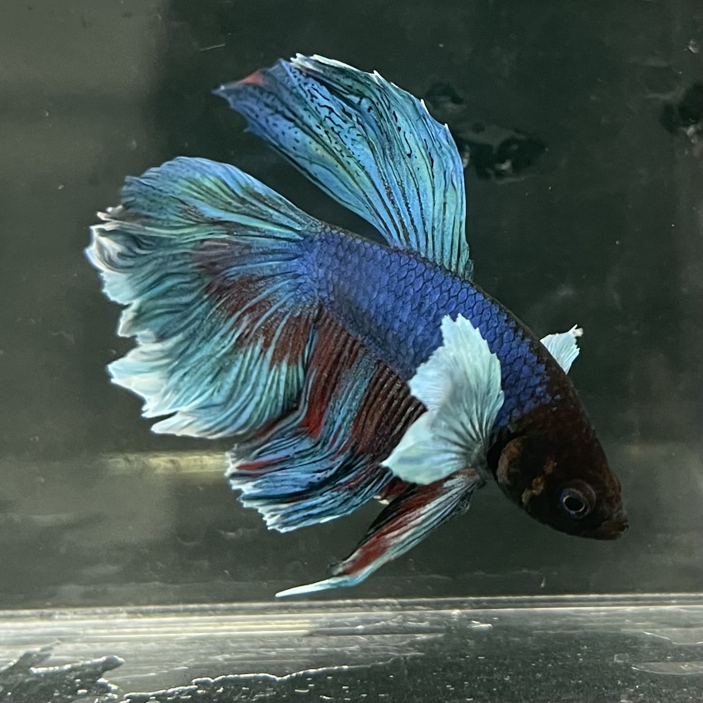 the-fish-farm Male Betta Male Betta - One Only - 13 Choose your favourite Male Betta from The Fish Farm Australia