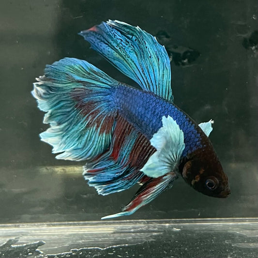the-fish-farm Male Betta Male Betta - One Only - 13 Choose your favourite Male Betta from The Fish Farm Australia