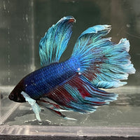the-fish-farm Male Betta Male Betta - One Only - 13 Choose your favourite Male Betta from The Fish Farm Australia