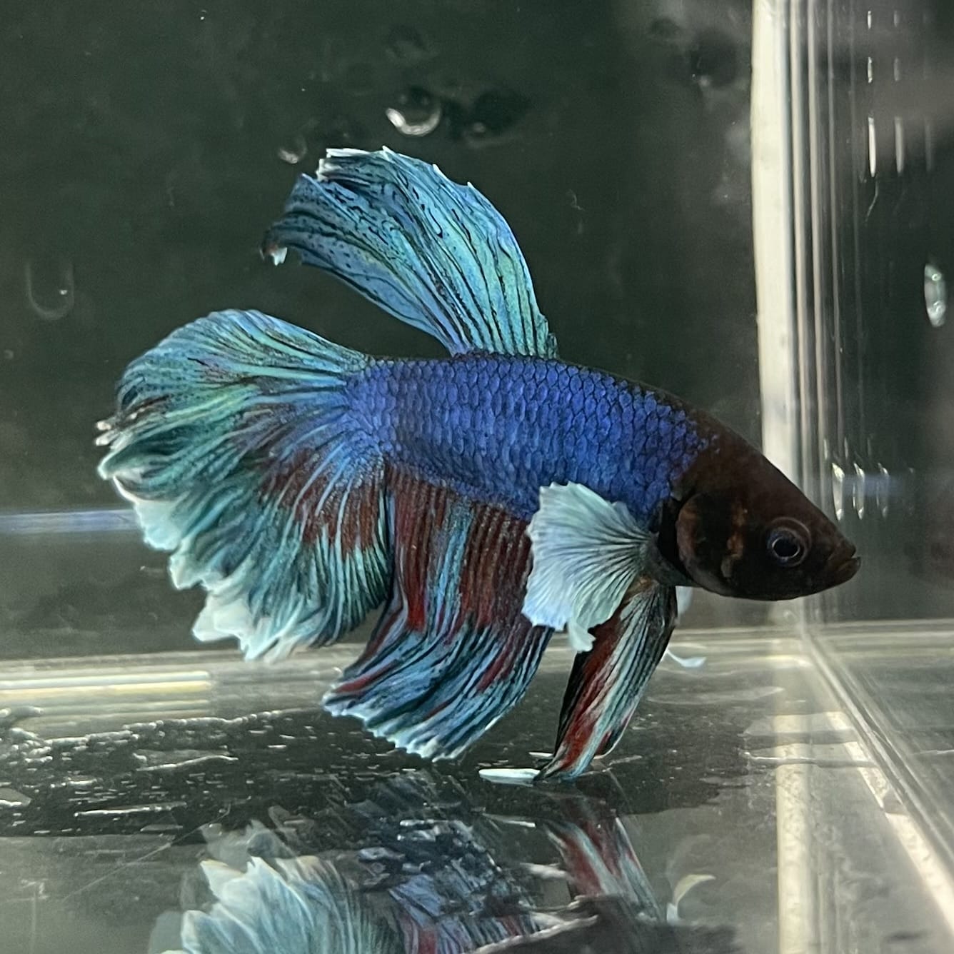 the-fish-farm Male Betta Male Betta - One Only - 13 Choose your favourite Male Betta from The Fish Farm Australia
