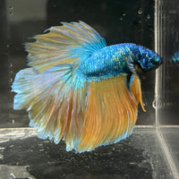the-fish-farm Male Betta Male Betta - One Only - 13 Choose your favourite Male Betta from The Fish Farm Australia