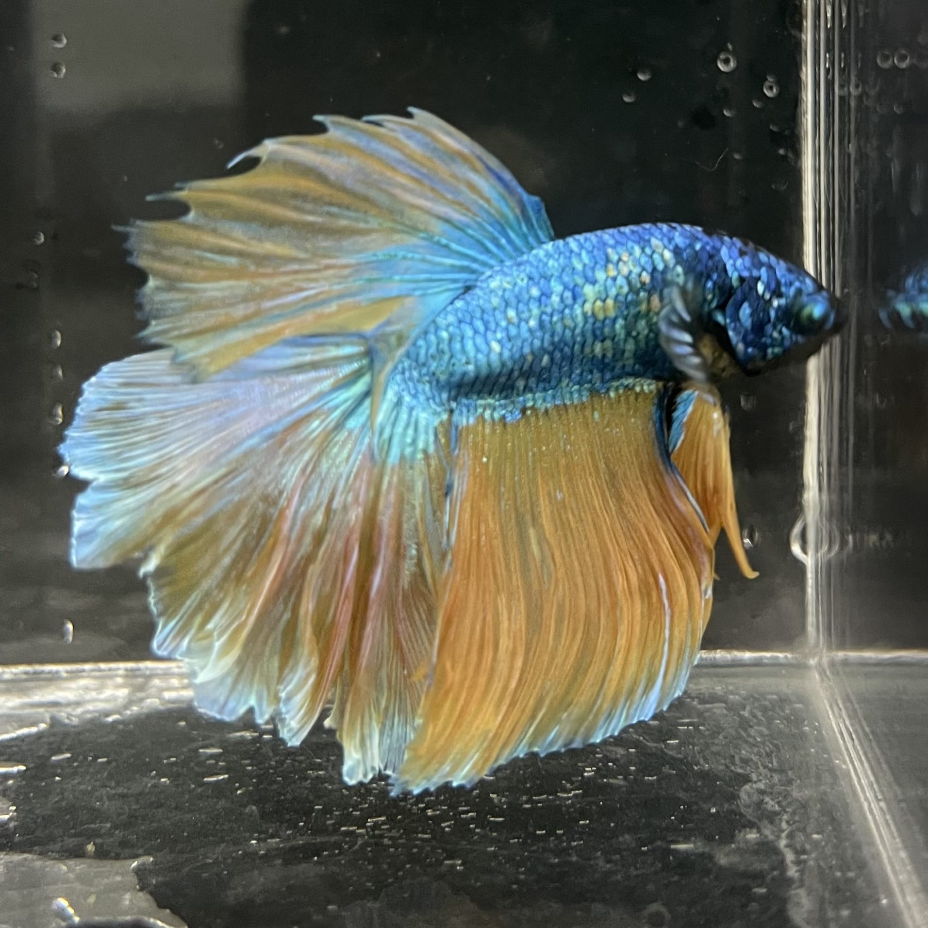 the-fish-farm Male Betta Male Betta - One Only - 13 Choose your favourite Male Betta from The Fish Farm Australia