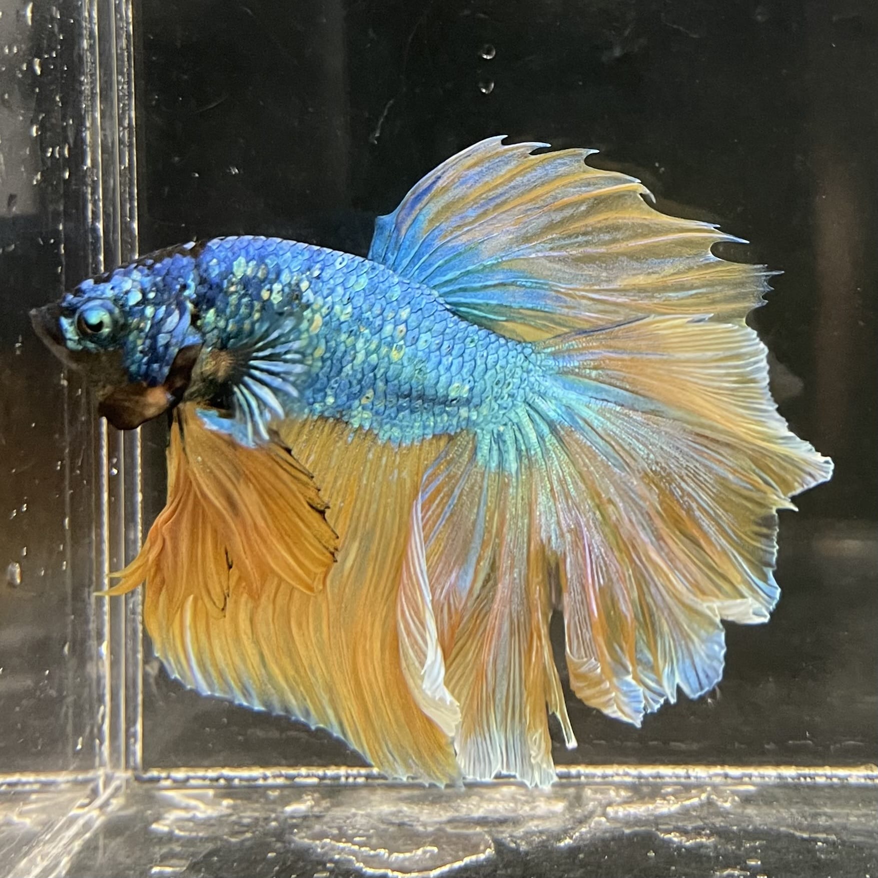 the-fish-farm Male Betta Male Betta - One Only - 13 Choose your favourite Male Betta from The Fish Farm Australia