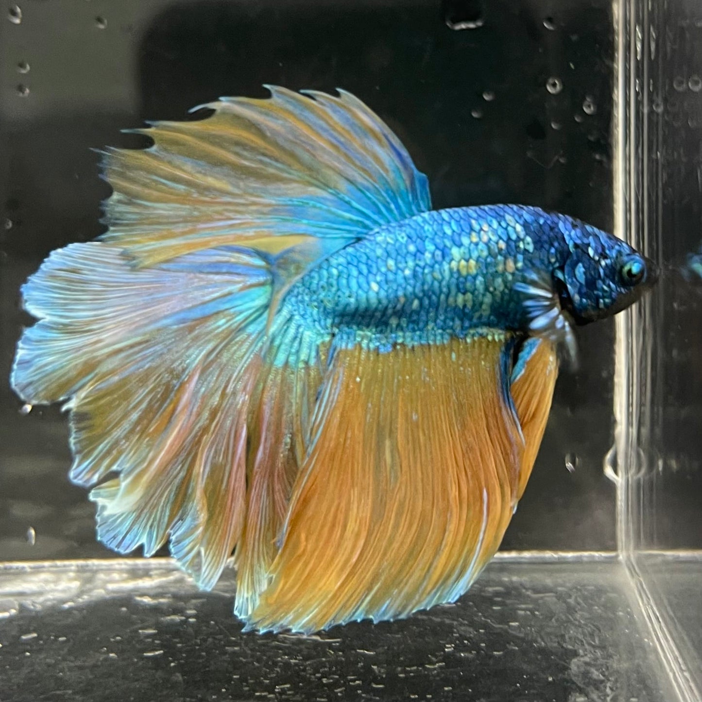 the-fish-farm Male Betta Male Betta - One Only - 13 Choose your favourite Male Betta from The Fish Farm Australia