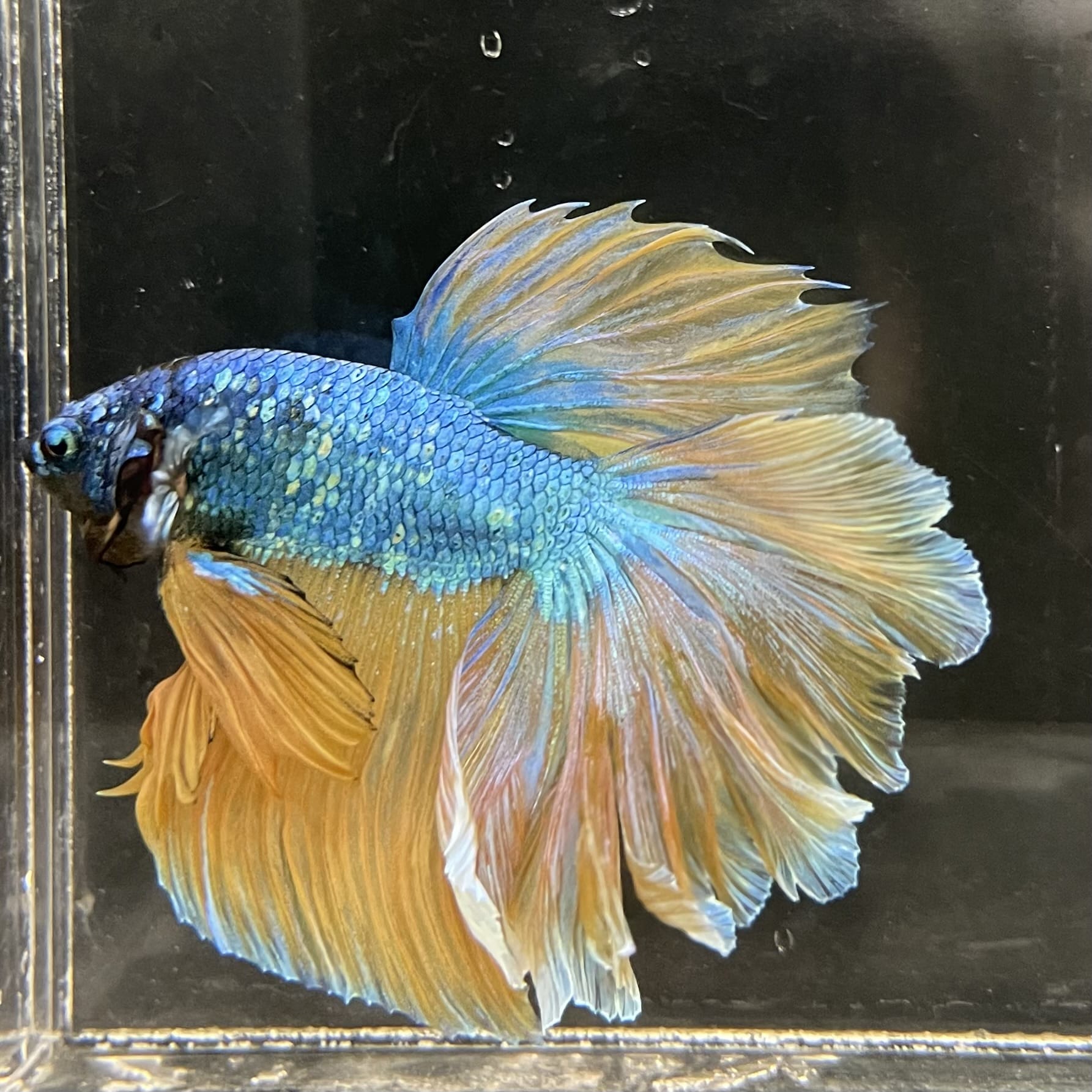 the-fish-farm Male Betta Male Betta - One Only - 13 Choose your favourite Male Betta from The Fish Farm Australia